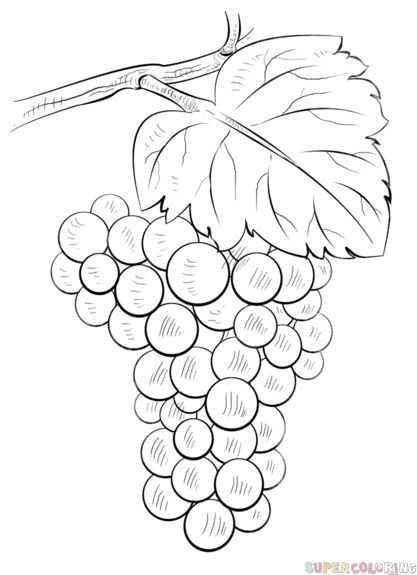 417x575 How To Draw Grapes Step - Bunch Of Grapes Drawing
