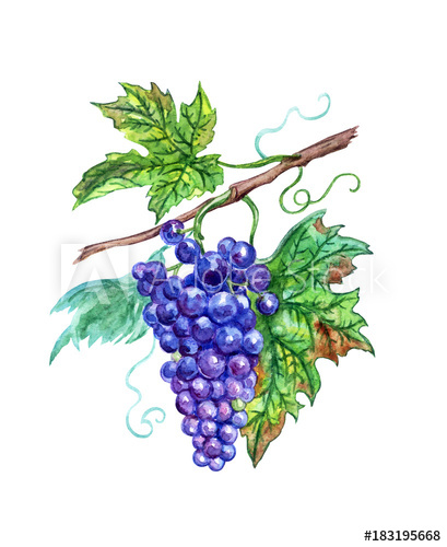 409x500 A Bunch Of Blue Grapes With Leaves, A Watercolor Drawing - Bunch Of Grapes Drawing
