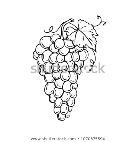 Bunch Of Grapes Drawing at PaintingValley.com | Explore collection of ...