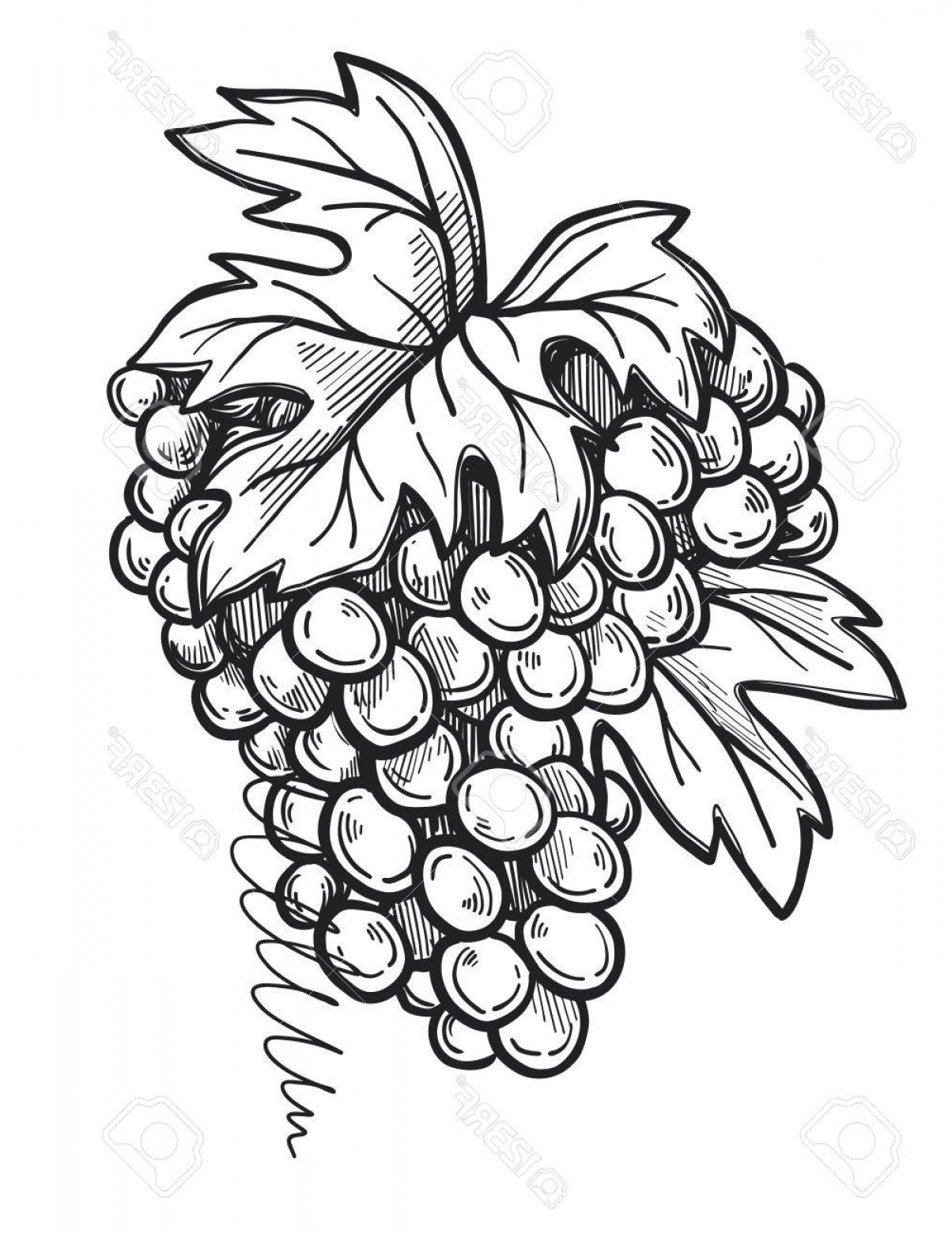 1204x1560 Photostock Vector Bunch Of Grapes Freehand Pencil Drawing Isolated - Bunch Of Grapes Drawing