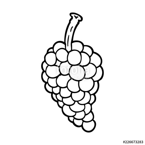 500x500 Line Drawing Cartoon Bunch Of Grapes Stock Image And Royalty Free - Bunch Of Grapes Drawing