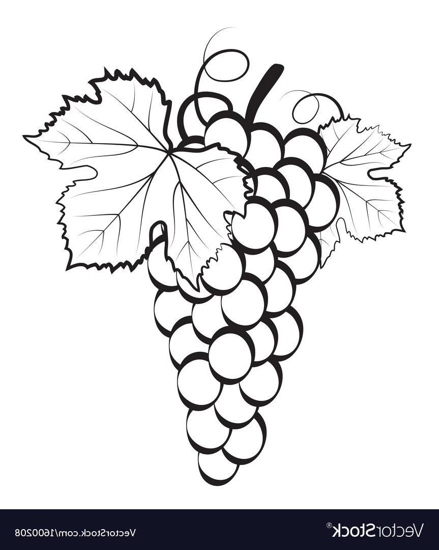 Bunch Of Grapes Drawing at PaintingValley.com | Explore collection of ...