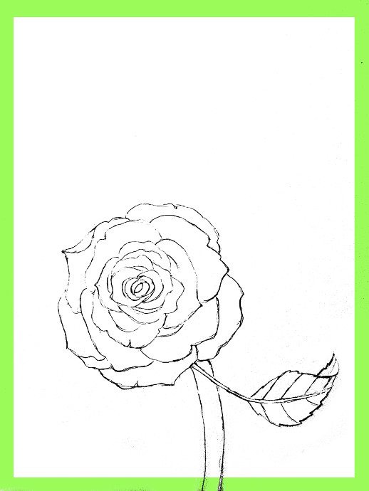 518x690 How To Draw Roses - Bunch Of Roses Drawing