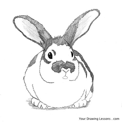 500x500 How To Draw A Bunny Rabbit Your Drawing Lessons - Bunny Drawing