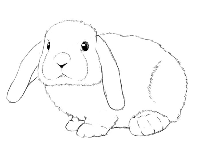 700x525 How To Draw A Bunny Step - Bunny Drawing
