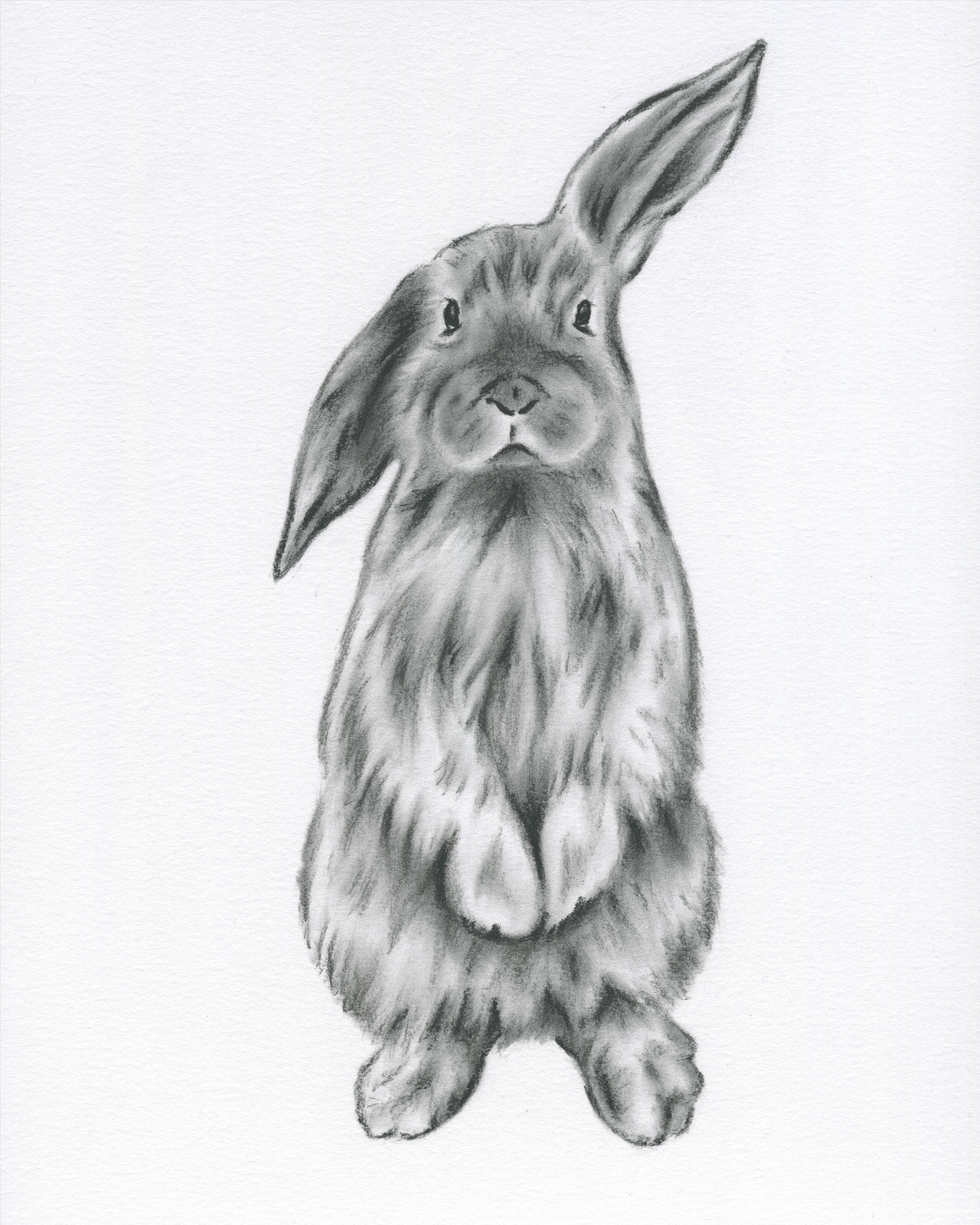 2400x3000 rabbit drawing bunny drawing bunny print rabbit print etsy - Bunny Drawing