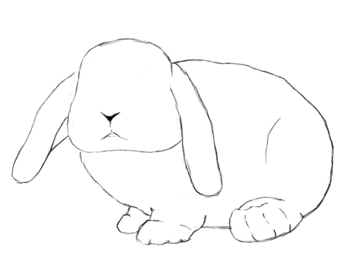 700x525 How To Draw A Bunny Step - Bunny Drawing Images