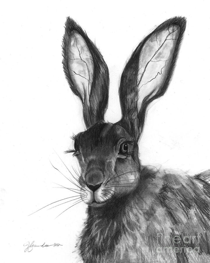 Bunny Ears Drawing at PaintingValley.com | Explore collection of Bunny ...