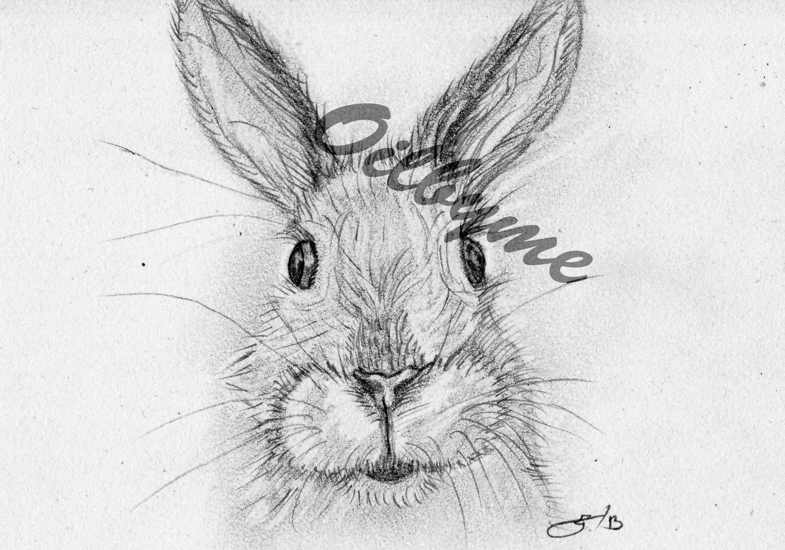 3142x2202 Rabbit Face Sketch Art Sketches, Art, Artwork - Bunny Face Drawing