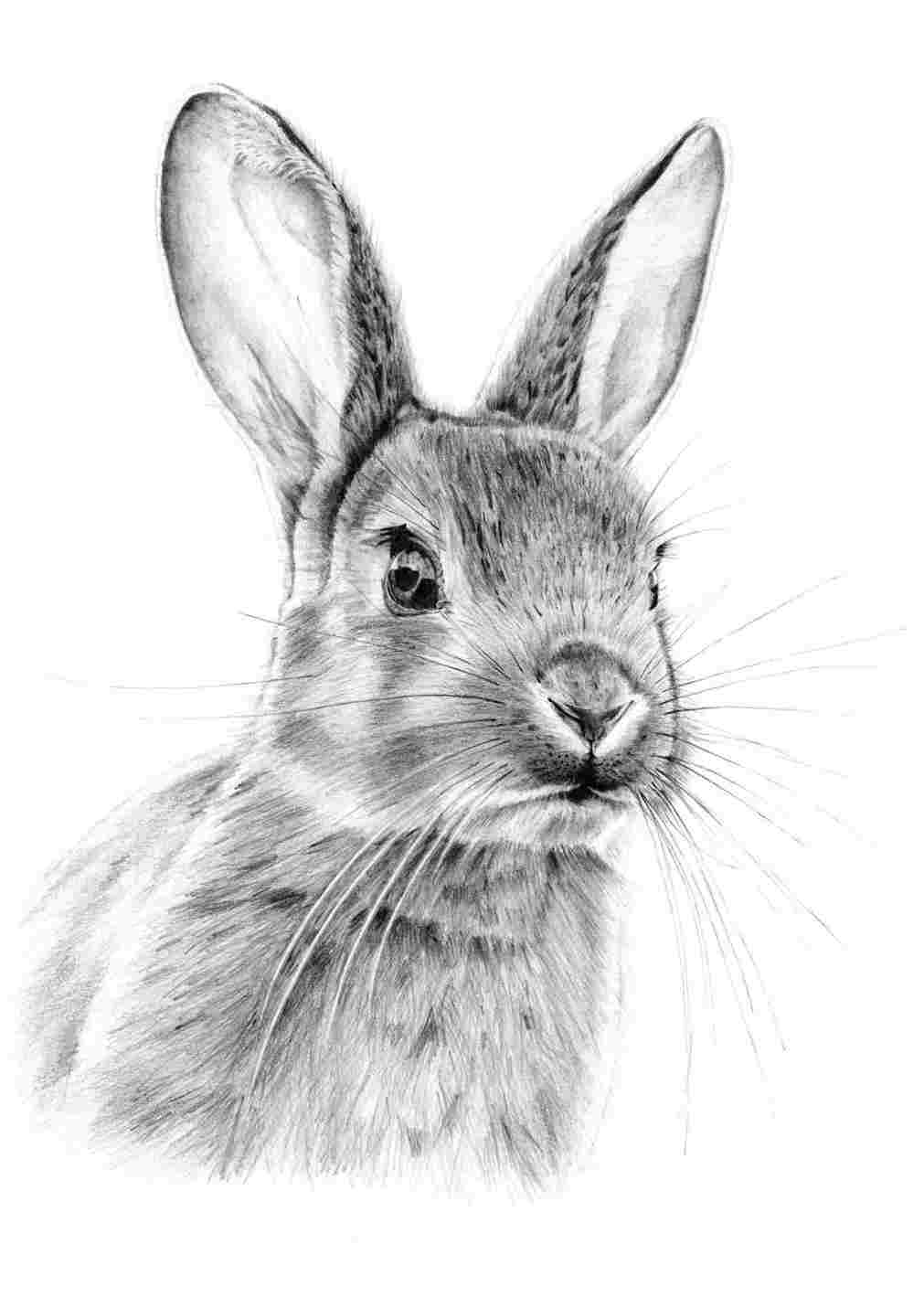 Bunny Face Drawing at PaintingValley.com | Explore collection of Bunny