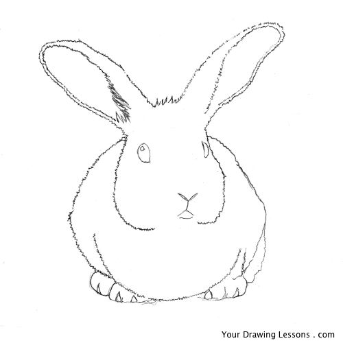 500x500 How To Draw A Bunny Rabbit Your Drawing Lessons - Bunny Head Drawing