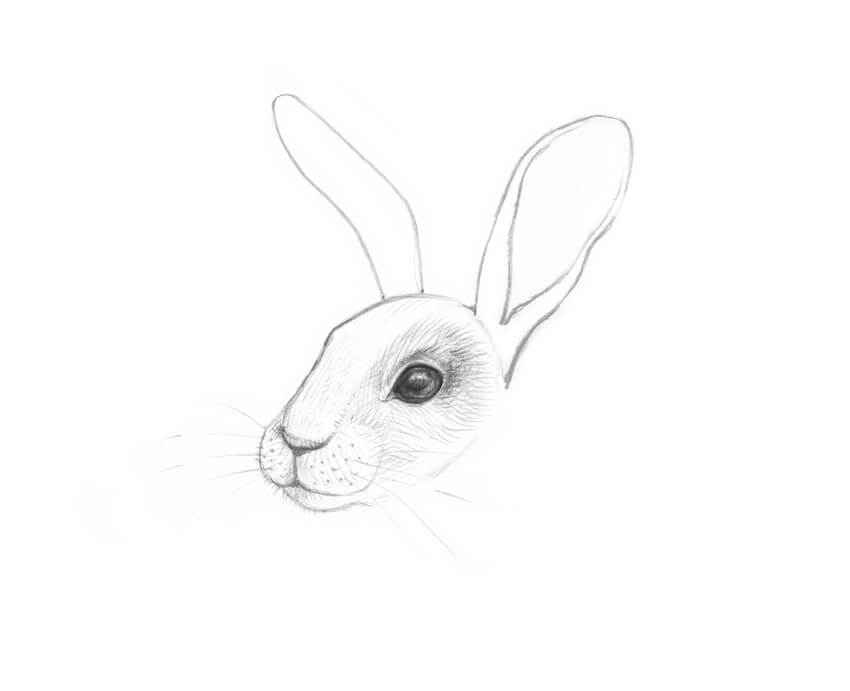 850x691 How To Draw A Rabbit Step - Bunny Head Drawing