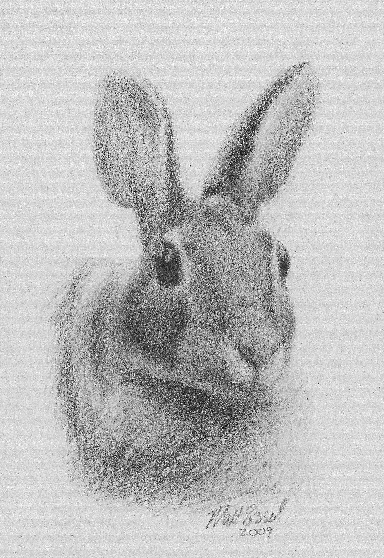 1287x1870 Rabbit Drawing Rabbit Head Drawing Petporium Rabbit Drawing - Bunny Head Drawing