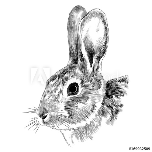 500x500 Bunny Head Sketch Vector Graphics Monochrome Black And White - Bunny Head Drawing
