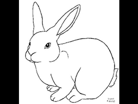 480x360 Photos Line Drawing Of A Bunny - Bunny Line Drawing