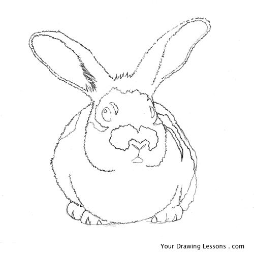 500x500 How To Draw A Bunny Rabbit Your Drawing Lessons - Bunny Nose Drawing