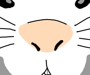 300x250 Bunny Nose Drawing - Bunny Nose Drawing