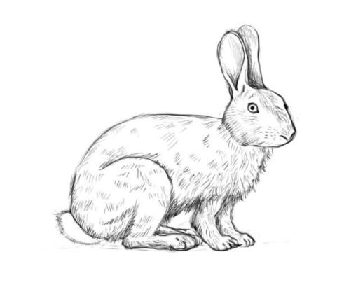 481x420 Bunny Rabbit Pencil Drawing - Bunny Pencil Drawing