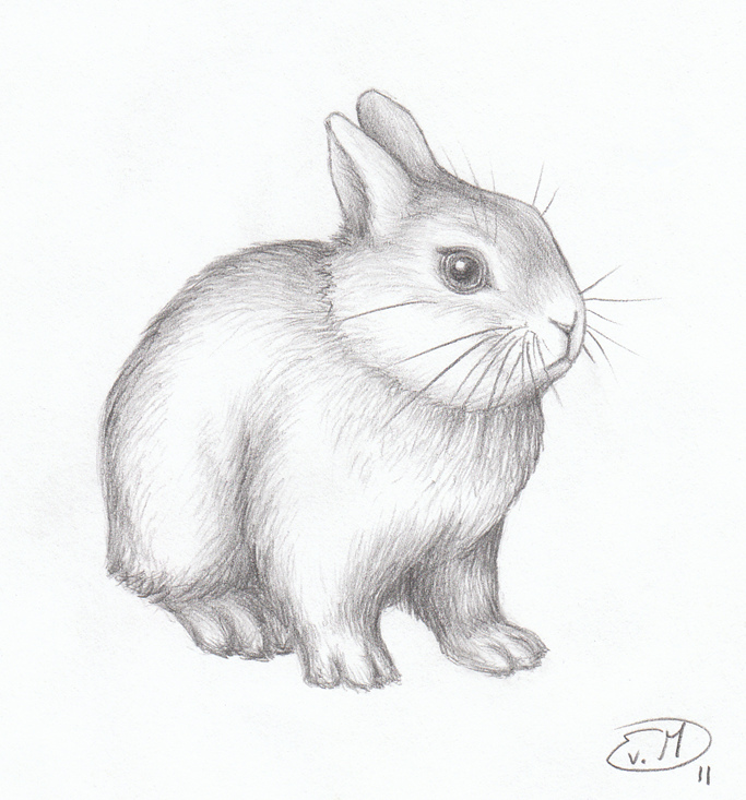 683x733 Rabbit Drawing Pencil For Free Download - Bunny Pencil Drawing