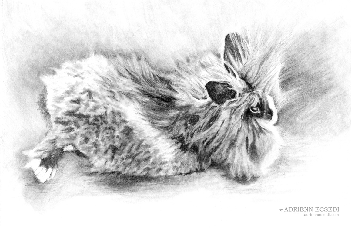 1158x751 Fluffy Bunny Drawing - Bunny Pencil Drawing