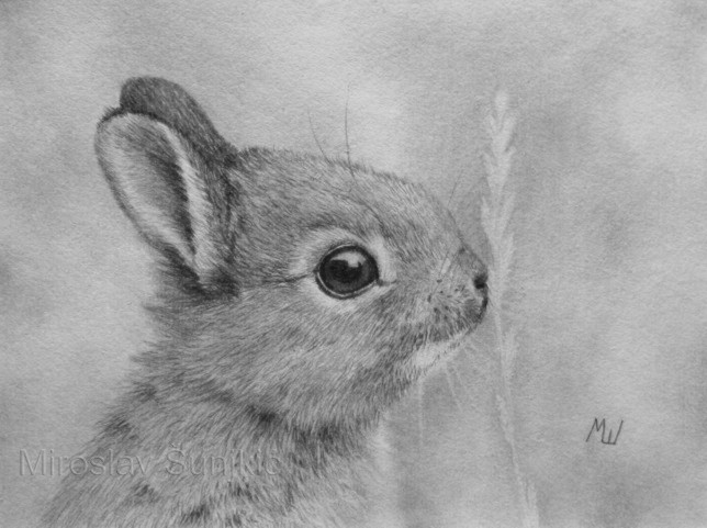 644x481 pencil drawing of a curious bunny miroslav sunjkic pencil drawings - Bunny Pencil Drawing