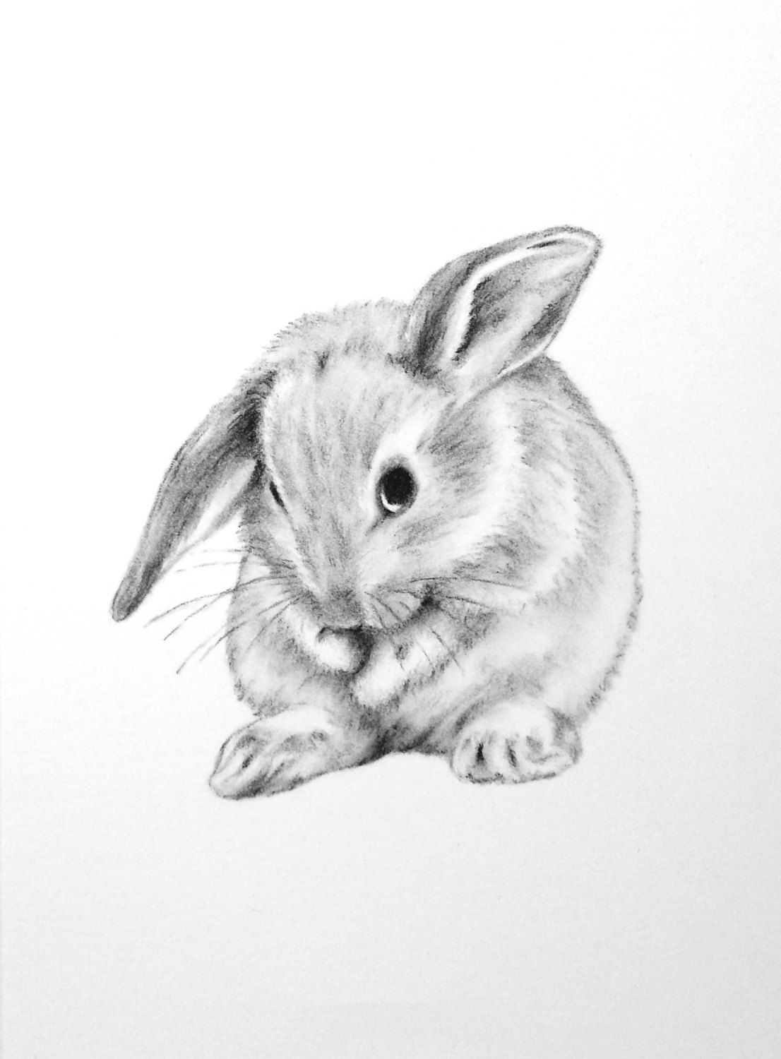1106x1500 rabbit to draw bunnies bunny drawing, rabbit drawing, bunny - Bunny Pencil Drawing