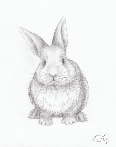 396x500 how to draw rabbits realistic - Bunny Pencil Drawing