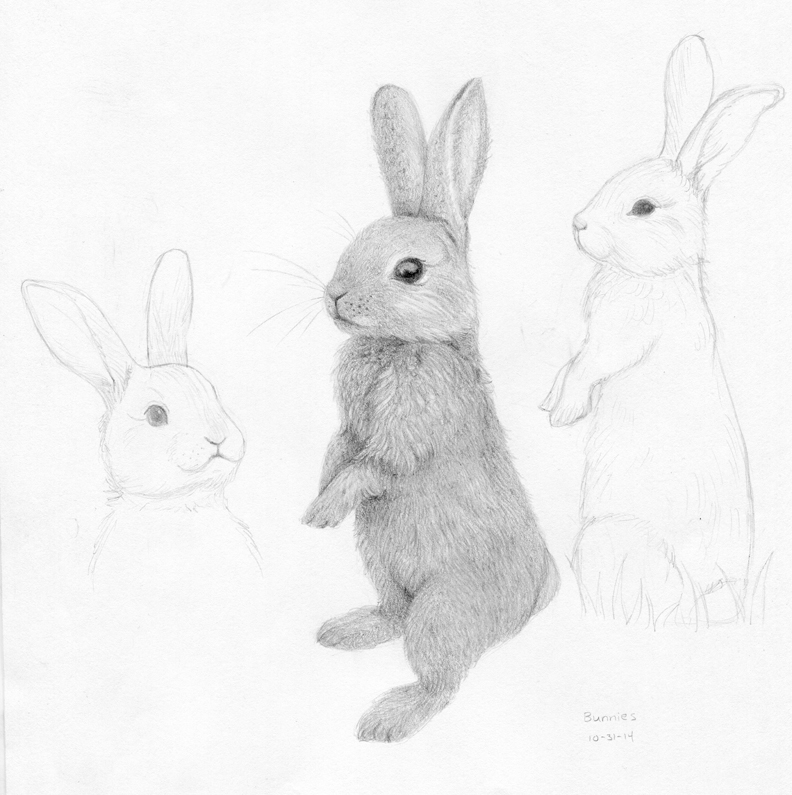 792x795 Bunny Drawing Colored Pencil For Free Download - Bunny Pencil Drawing
