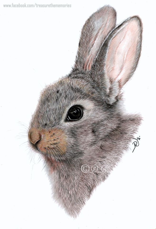 656x960 Baby Bunny Coloured Pencil Drawing, Painting Graphic Design - Bunny Pencil Drawing