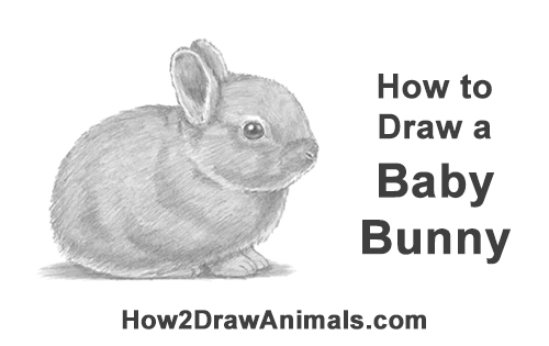 500x315 How To Draw A Rabbit - Bunny Rabbit Drawing