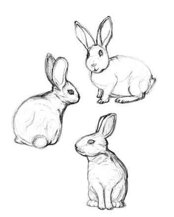 352x439 Rabbit Drawings - Bunny Rabbit Drawing