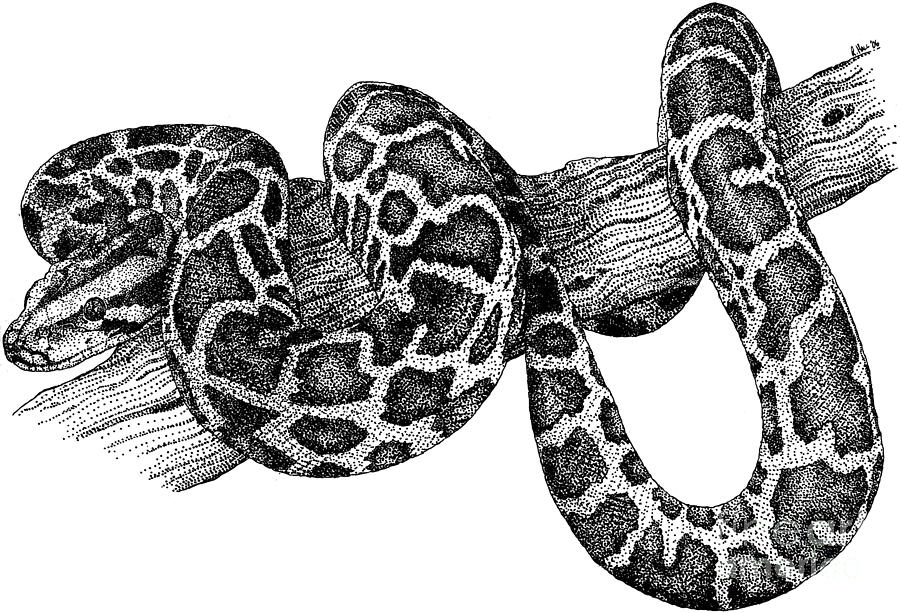 Нарисовать рисунок python