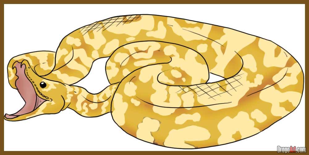 Burmese Python Drawing at Explore collection of