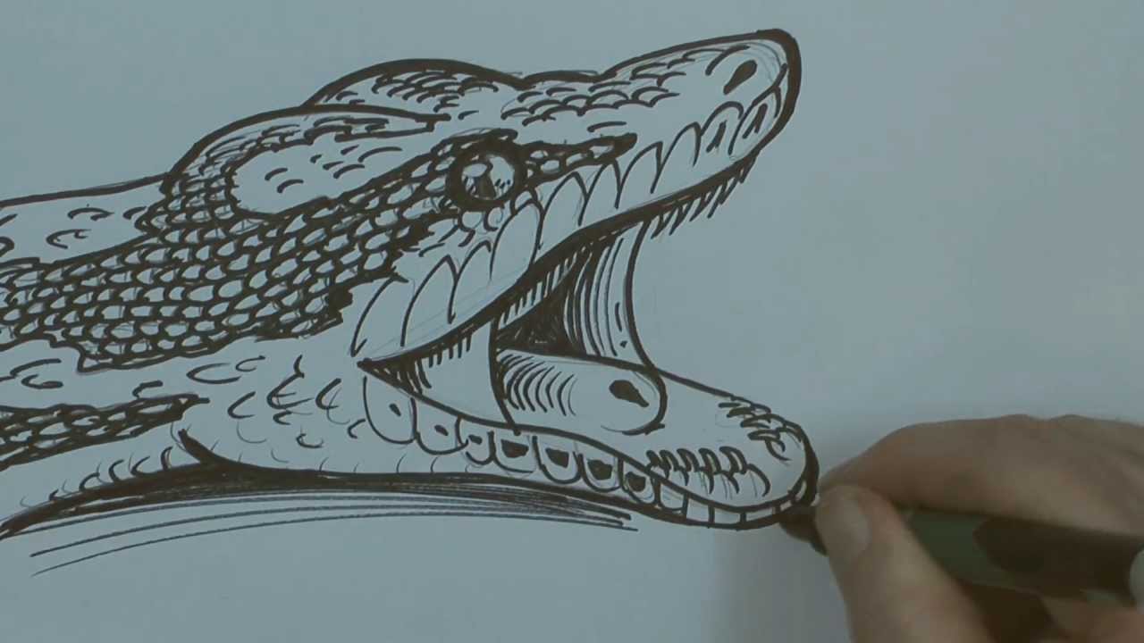 Burmese Python Drawing at PaintingValley.com | Explore collection of ...
