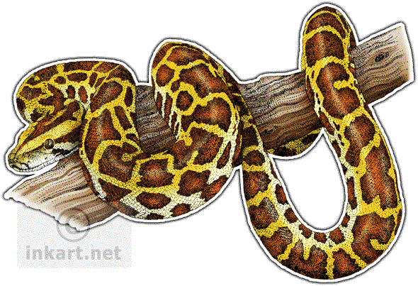 590x403 Wildlife Art Snakes - Burmese Python Drawing