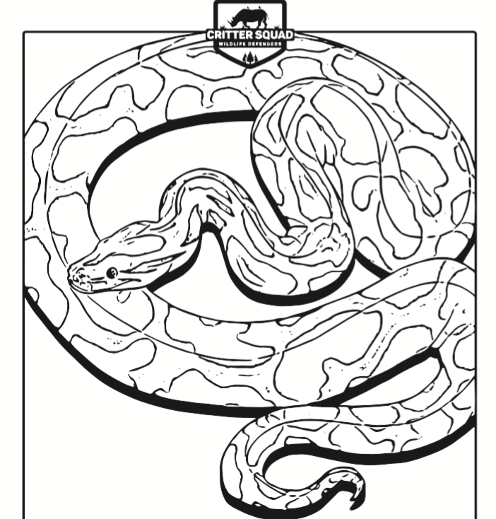 Burmese Python Drawing at PaintingValley.com | Explore collection of ...