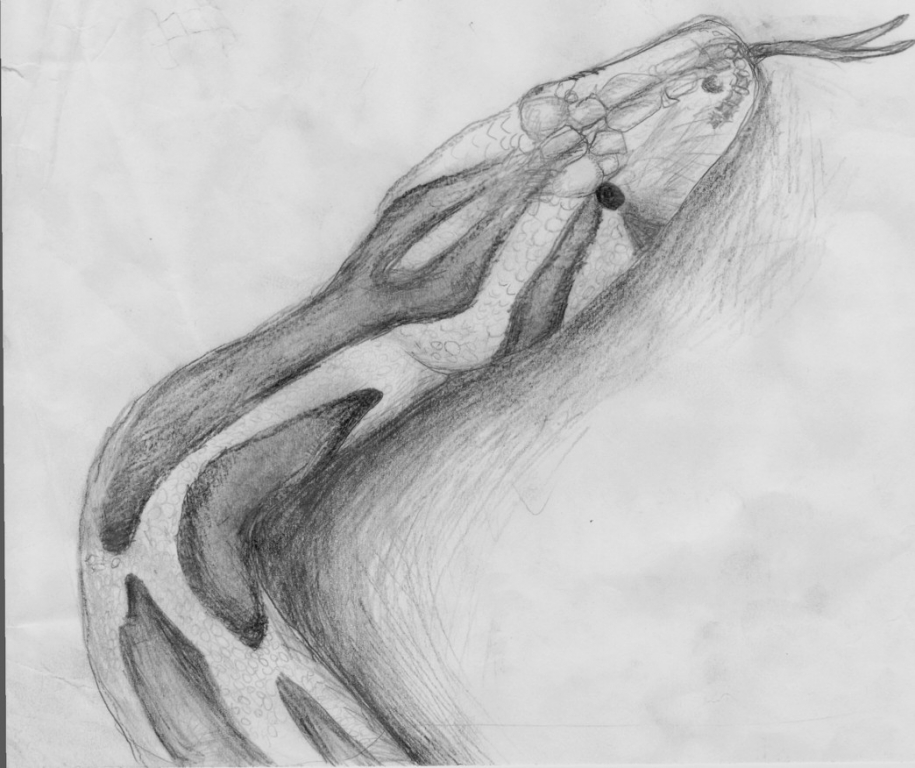 915x768 Burmese Python - Burmese Python Drawing