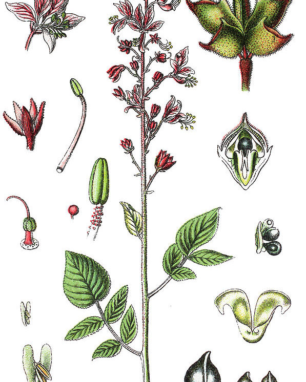 597x746 dictamnus albus, burning bush, false dittany, white dittany, gas - Burning Bush Drawing