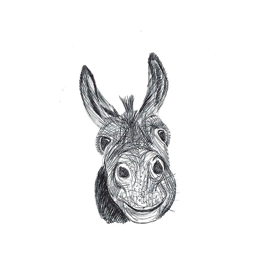 899x900 Donkey Drawing - Burro Drawing