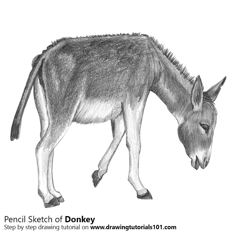 800x800 Donkey Pencil Drawing - Burro Drawing