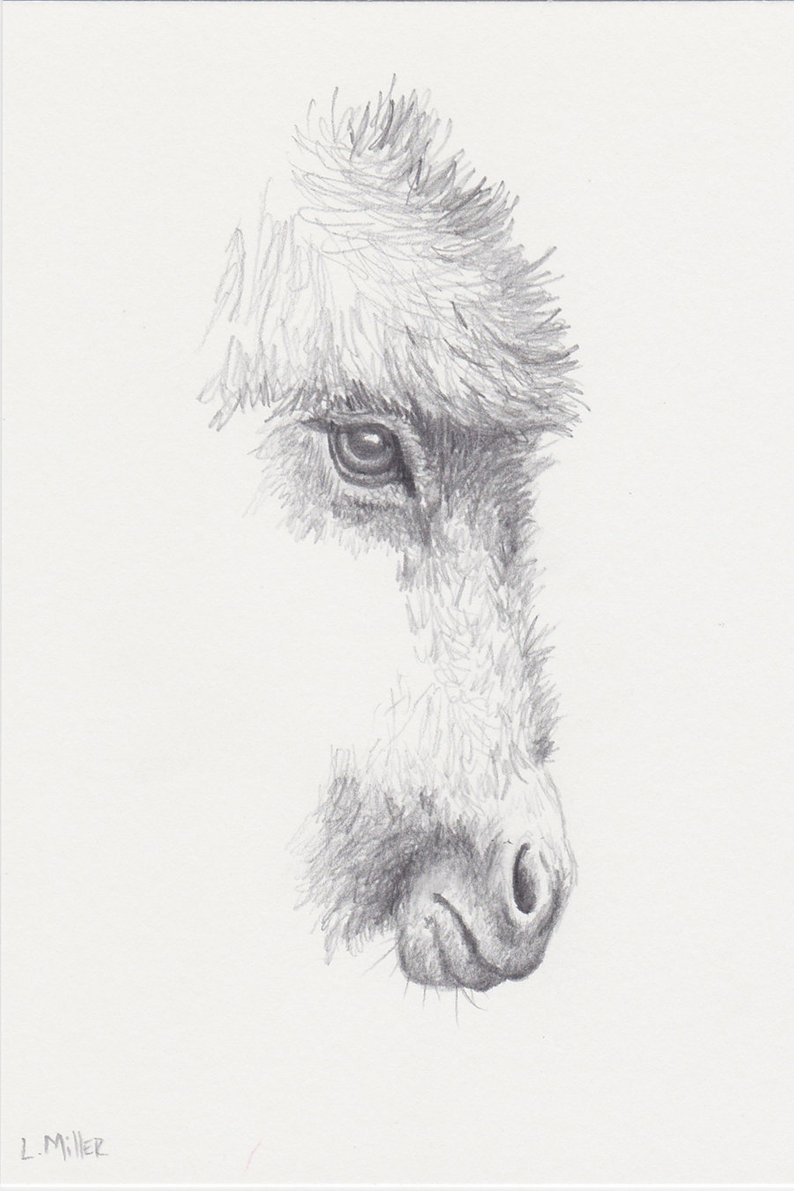 794x1191 donkey pencil drawing original miniature donkey art etsy - Burro Drawing