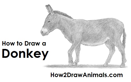 500x315 How To Draw A Donkey - Burro Drawing