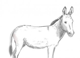 324x235 How To Draw A Donkey - Burro Drawing