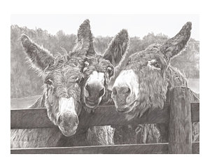 300x240 Burro Drawings Fine Art America - Burro Drawing