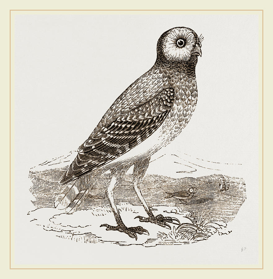 881x900 Burrowing Owl Drawing - Burrowing Owl Drawing