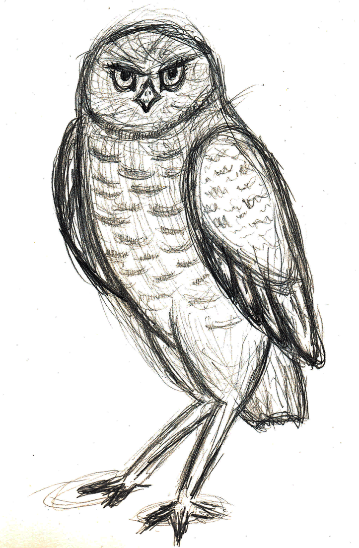 723x1104 Burrowing Owl Drawing - Burrowing Owl Drawing