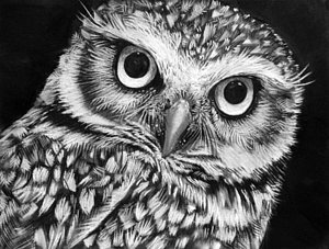300x227 Burrowing Owl Drawings Fine Art America - Burrowing Owl Drawing