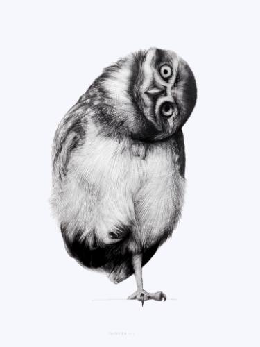 375x500 Burrowing Owl Drawings For Sale Saatchi Art - Burrowing Owl Drawing