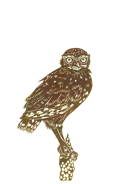 527x700 Burrowing Owl On Mullein Drawing - Burrowing Owl Drawing