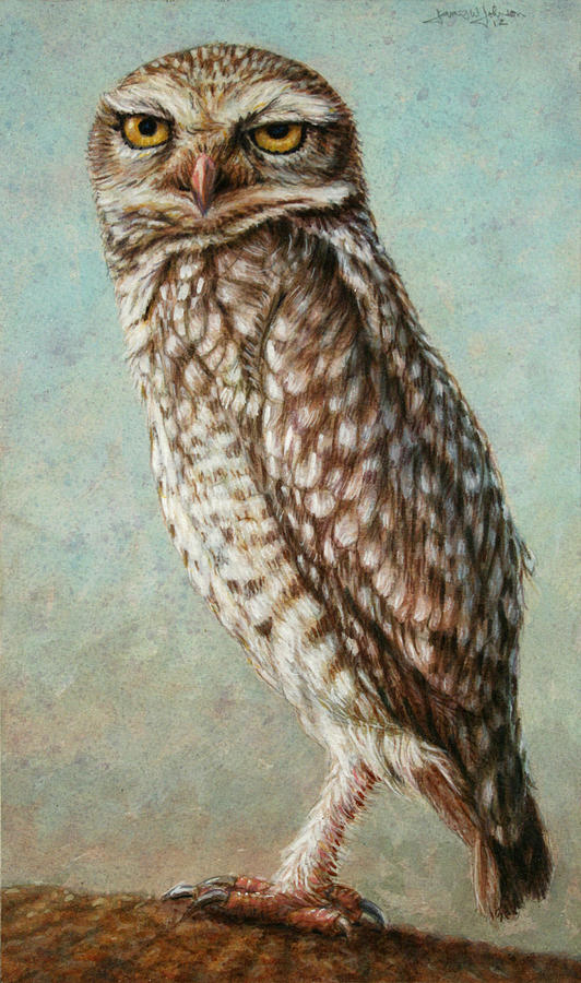 532x900 Burrowing Owl Painting - Burrowing Owl Drawing